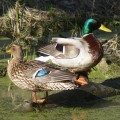 Манок на утку River Mallard Calls Molded poly single duck
