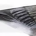 Чучело гуся гуменника складное на опоре, комплект Birdland