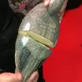 Чучело кряквы плавающей, комплект Birdland с пеной внутри
