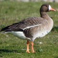 Манок на белолобого гуся River Mallard Calls Walnut Short Reed Goose