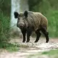 Манок на кабана Helen Baud 