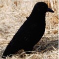 Чучело подсадное Tanglefree Crow ворона черная