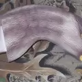 Комплект Deadly Decoys чучел кормящегося белолобого гуся с пластиковыми головами, 12 шт.