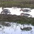 Комплект Deadly Decoys чучел кормящегося белолобого гуся с пластиковыми головами, 12 шт.