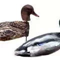 Комплект Deadly Decoys чучел кряквы с пластиковыми головами, 12 шт.