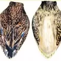 Комплект Deadly Decoys чучел кряквы с пластиковыми головами, 12 шт.
