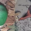Комплект Deadly Decoys чучел кряквы с пластиковыми головами, 12 шт.
