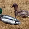 Комплект Deadly Decoys чучел кряквы с пластиковыми головами, 12 шт.