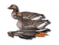 Комплект чучел гусей NRA FUD Greylag (Серый)