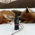 Манок на лису и других хищников Nordik Predator Crying Bird